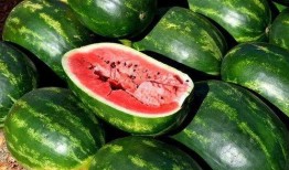 新年吃瓜视频素材下载免费,免费下载视频素材，尽享欢乐时光